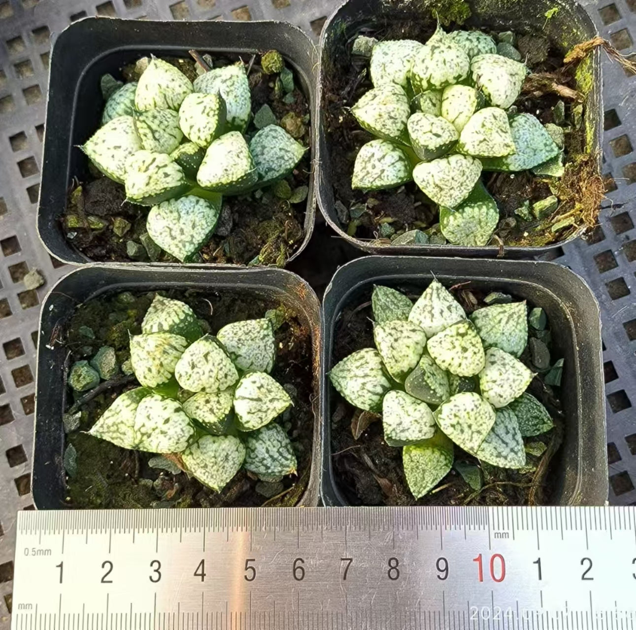 13133 ハオルチア ピクタ パンドラ