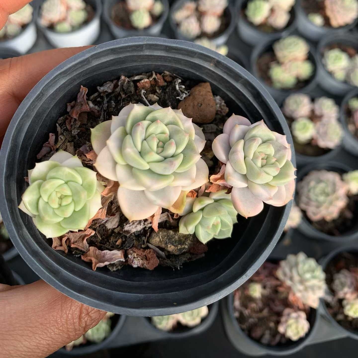 25320 ピンクプリティ錦