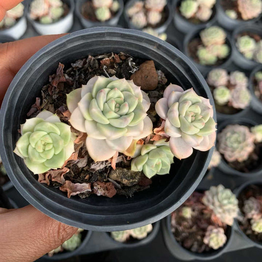 25320 ピンクプリティ錦