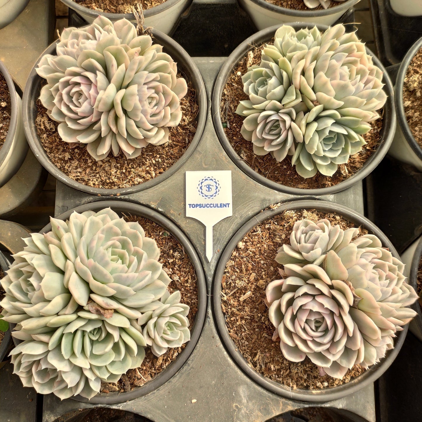 24804 スノーボール 錦