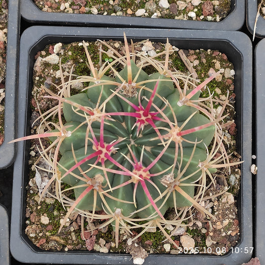 DMC068 赤城（あかぎ）（11cm pot）