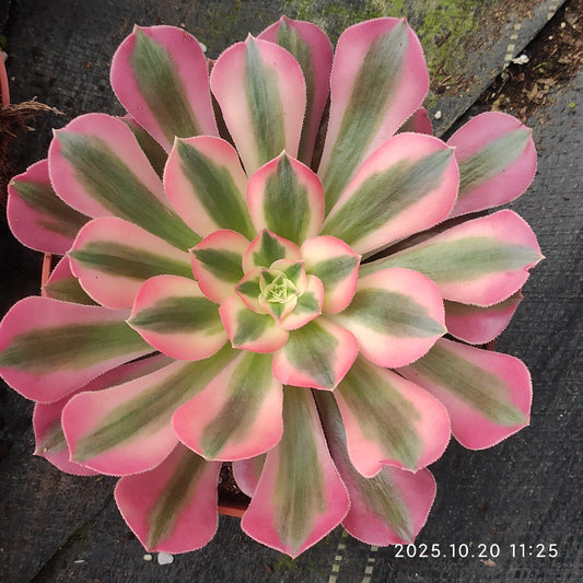 ZXX410 アエオニウム　スカイチーム（12cm pot）