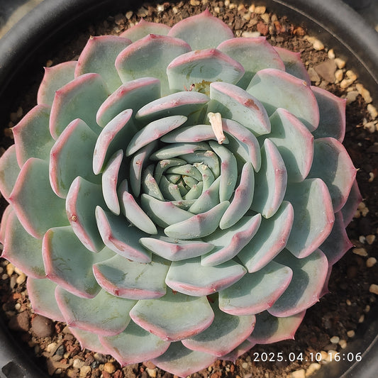 NGN549 パイレーツ/海賊 （18cm pot）