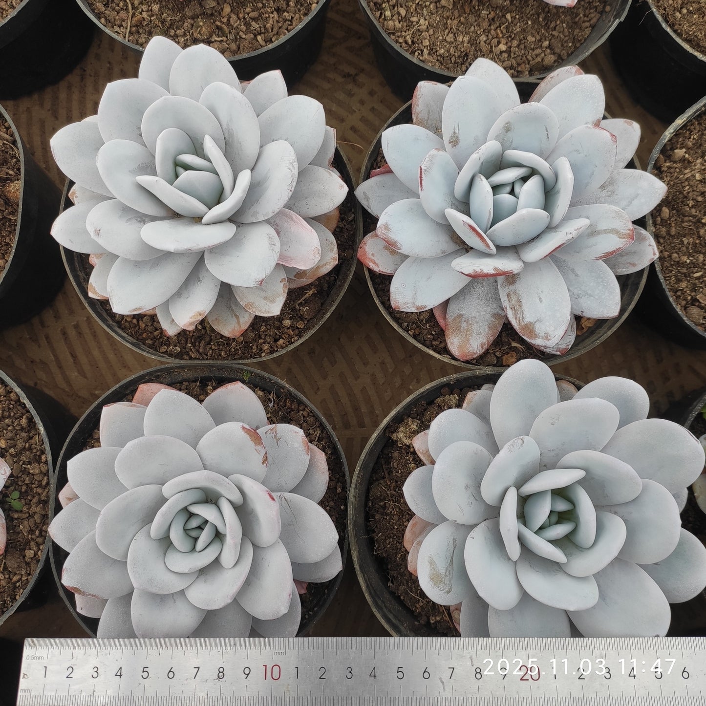 22329 ラウィ（16cm pot）