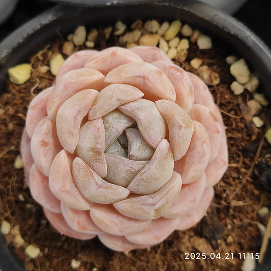 SKL409 スノーフェイス x スリョン（9cm pot）
