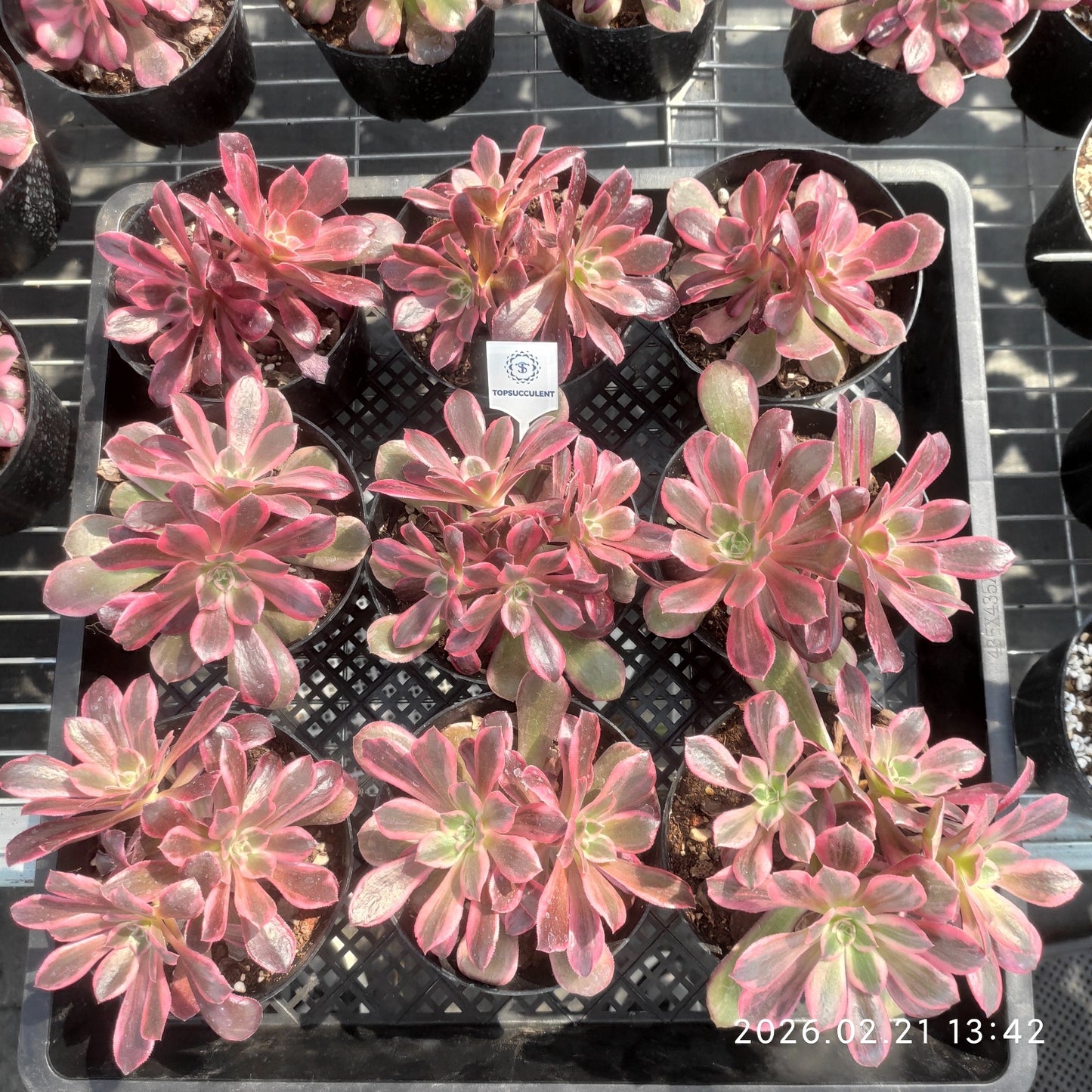 26096 ウォッシュ　シルク