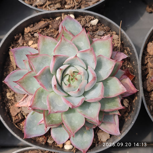 XY181 ピンクメモリー (7cm pot)