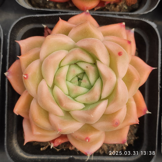 DWZ242 アップル　セント (7cm pot)
