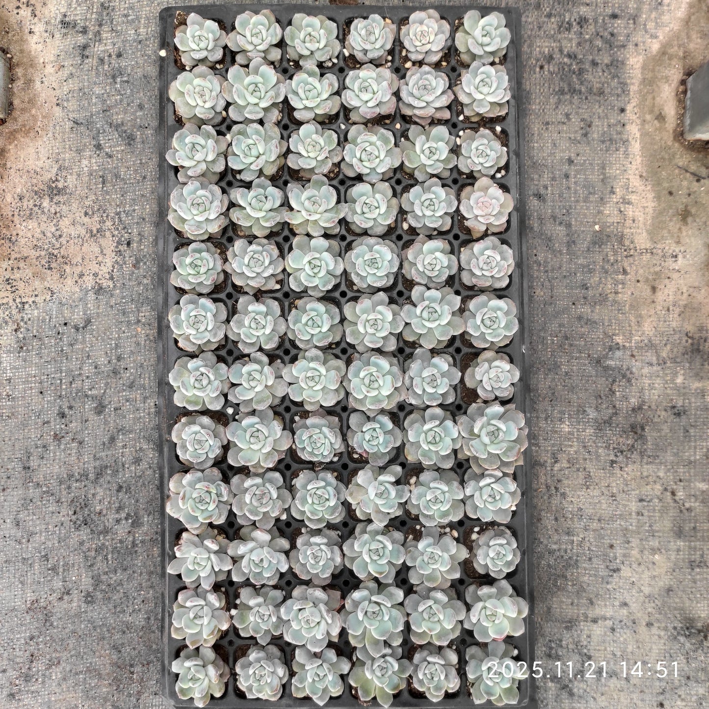 19417  オレンジモンロー（4cm pot）（ポット苗）