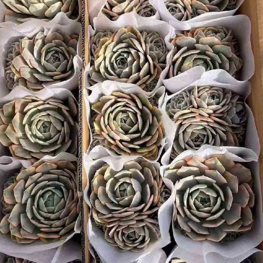 23635 マケベニア錦（16cm pot）