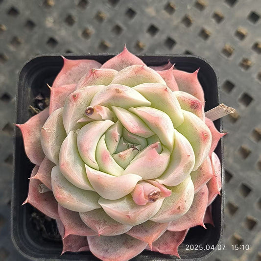 GR371 ホワイトソーダ(6.5cm pot)
