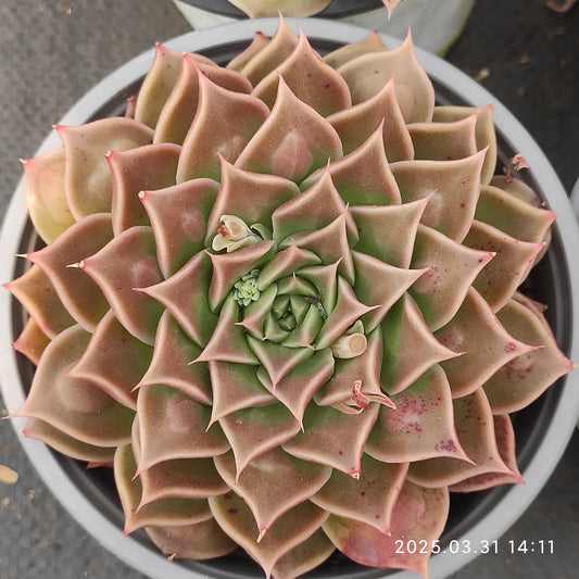 DWZ266 メクシッコー　ティアズ Hyb （5cm pot）