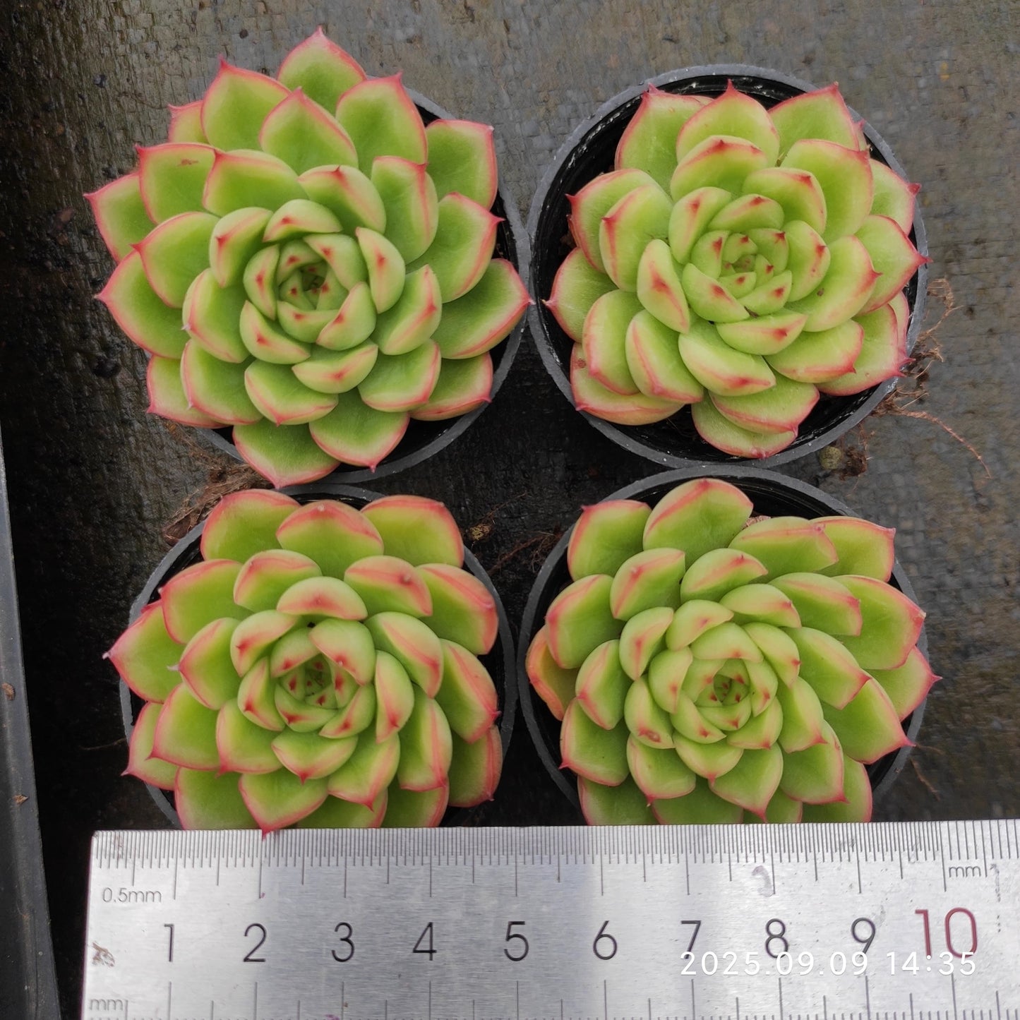 MMT786 フラッシュ　ライト（5.5cm pot）