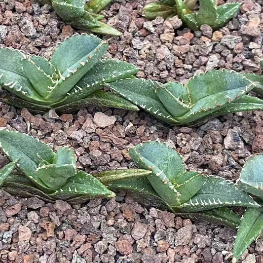 20316 アガベ　十二獣（じゅうにかん）（5cm pot）