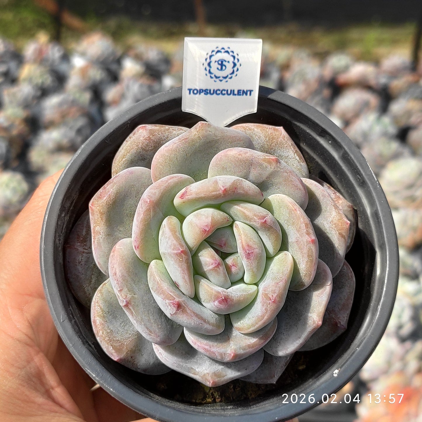 T0954 オレンジモンロー