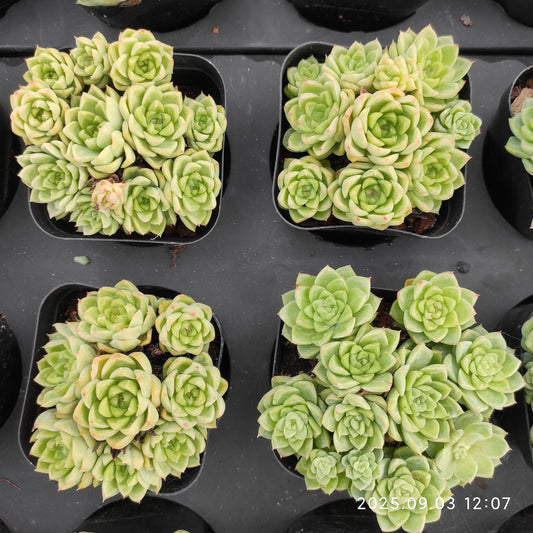 ZZA241 新品種　クイーンローズHyb（7cm pot）