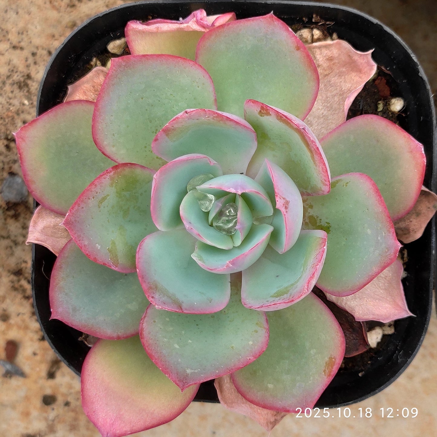 YBB348 ネオンライト（10cm pot）