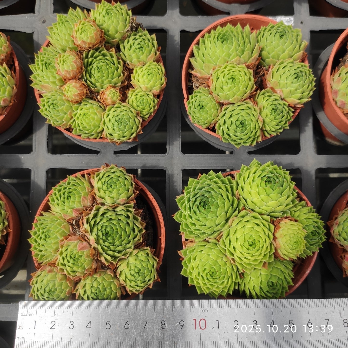 18474 巻絹（9cm pot）