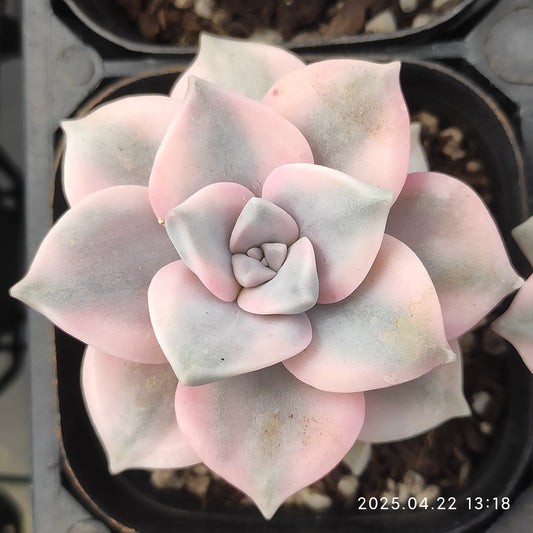 MMY478 スノーホワイト錦 (6.3cm pot)