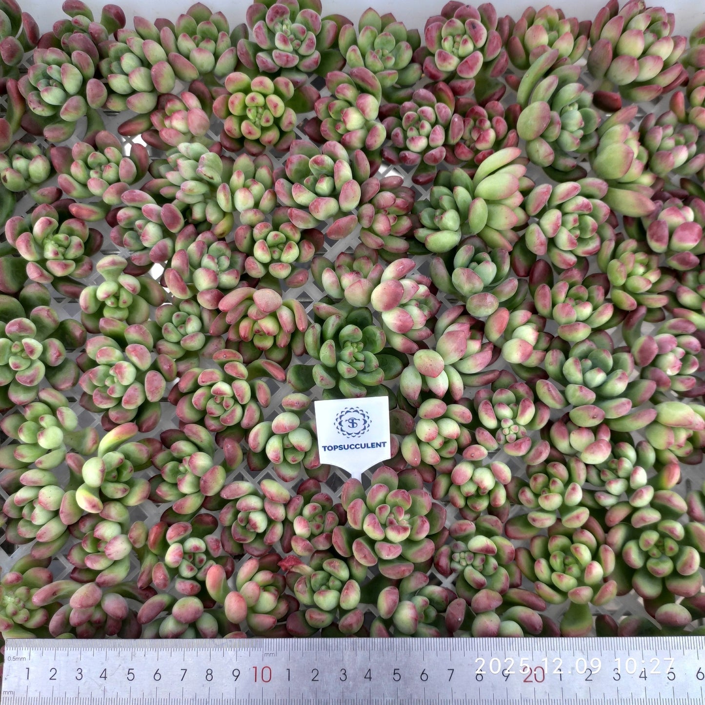 220749 パーフェクト　フェアリー（カット苗）