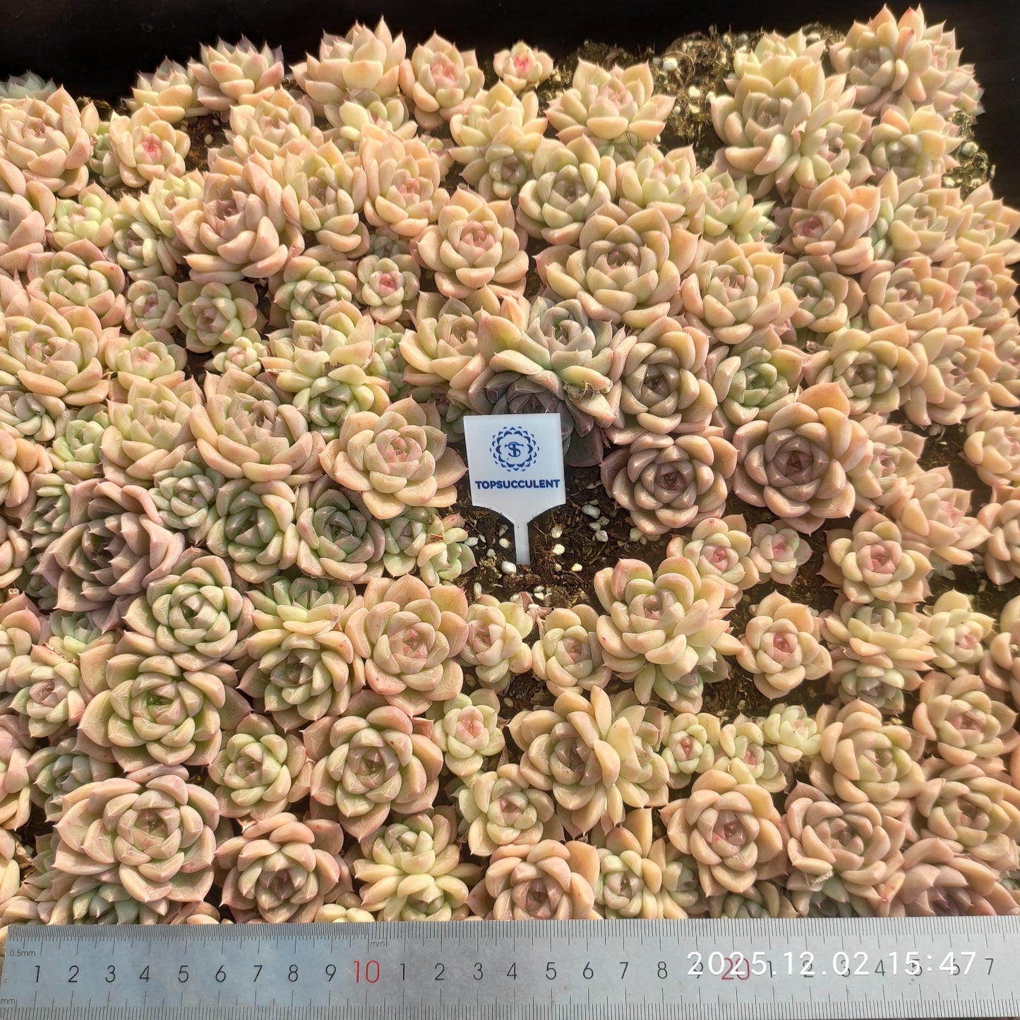 23038 エレガンスHyb（ポット苗）