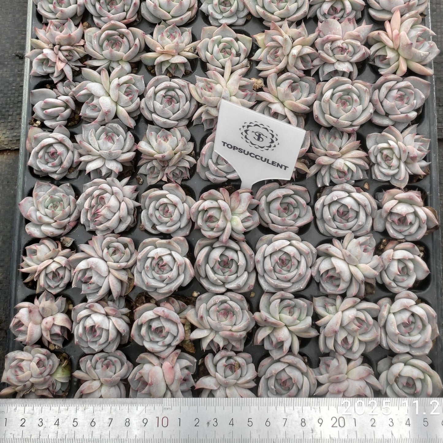 22119  ピキャッチュー（3cm pot）（ポット苗）