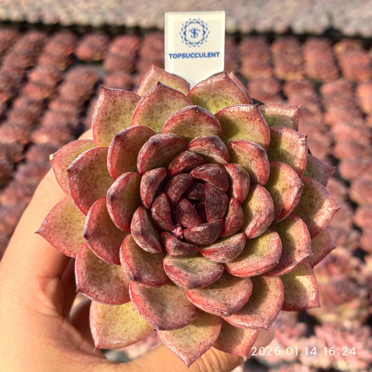 22486 ブラックローズ