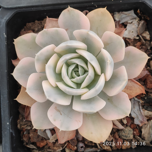 22324 マケーベニア錦（12cm pot）