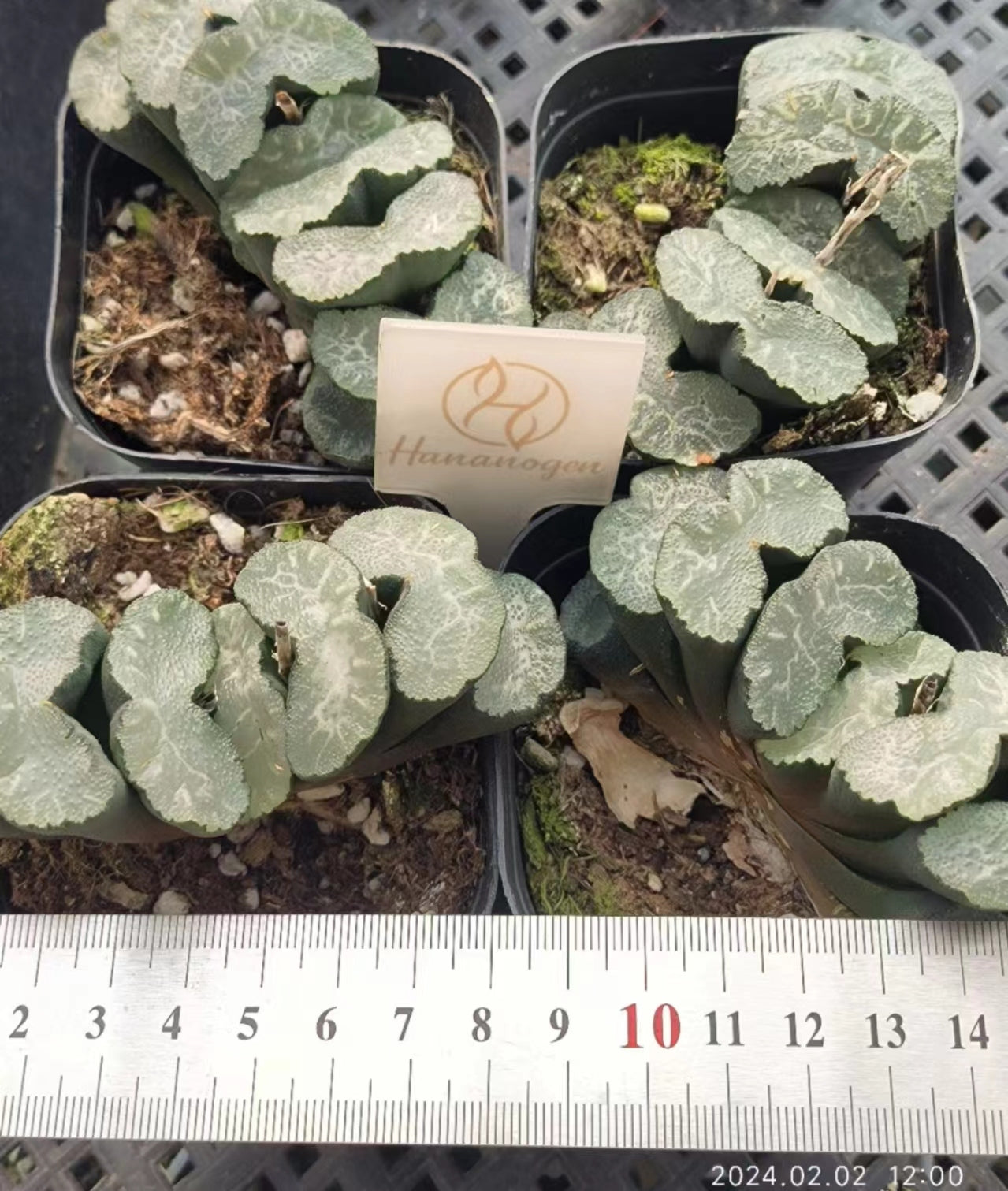 7358 広重 ヒロシゲ