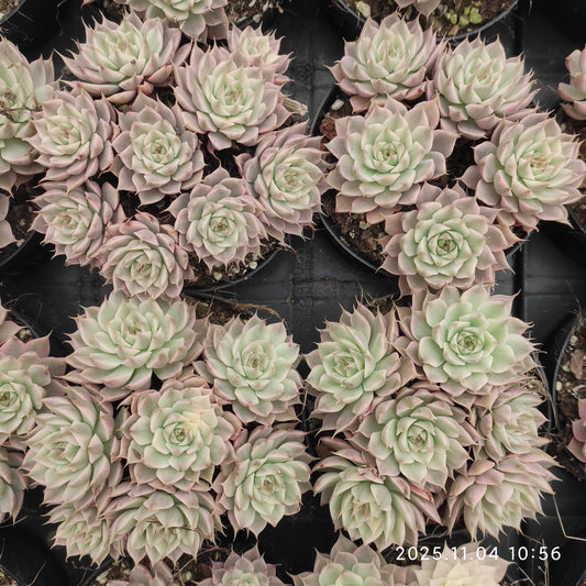 22263 マーガレット錦（9cm pot）