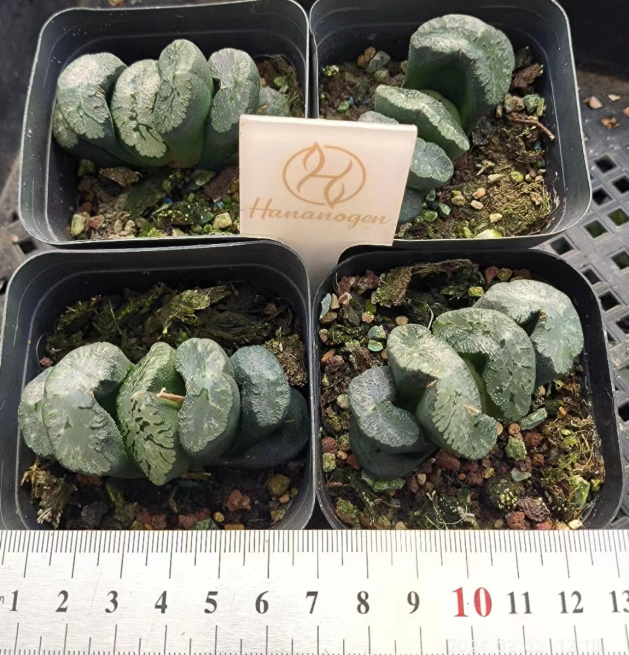 1454 武则天（6.5cm pot）