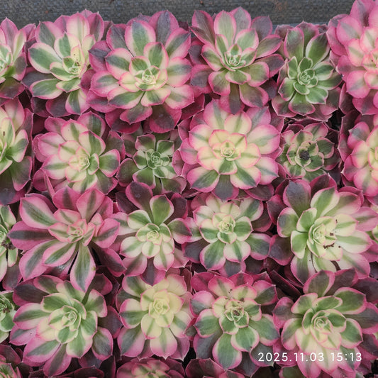 22313 ハーフ　シュガー（6cm pot）