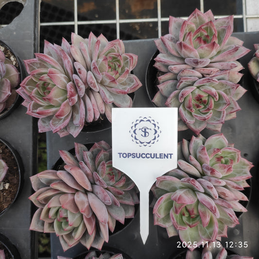 22456  デアデビル（9cm pot）