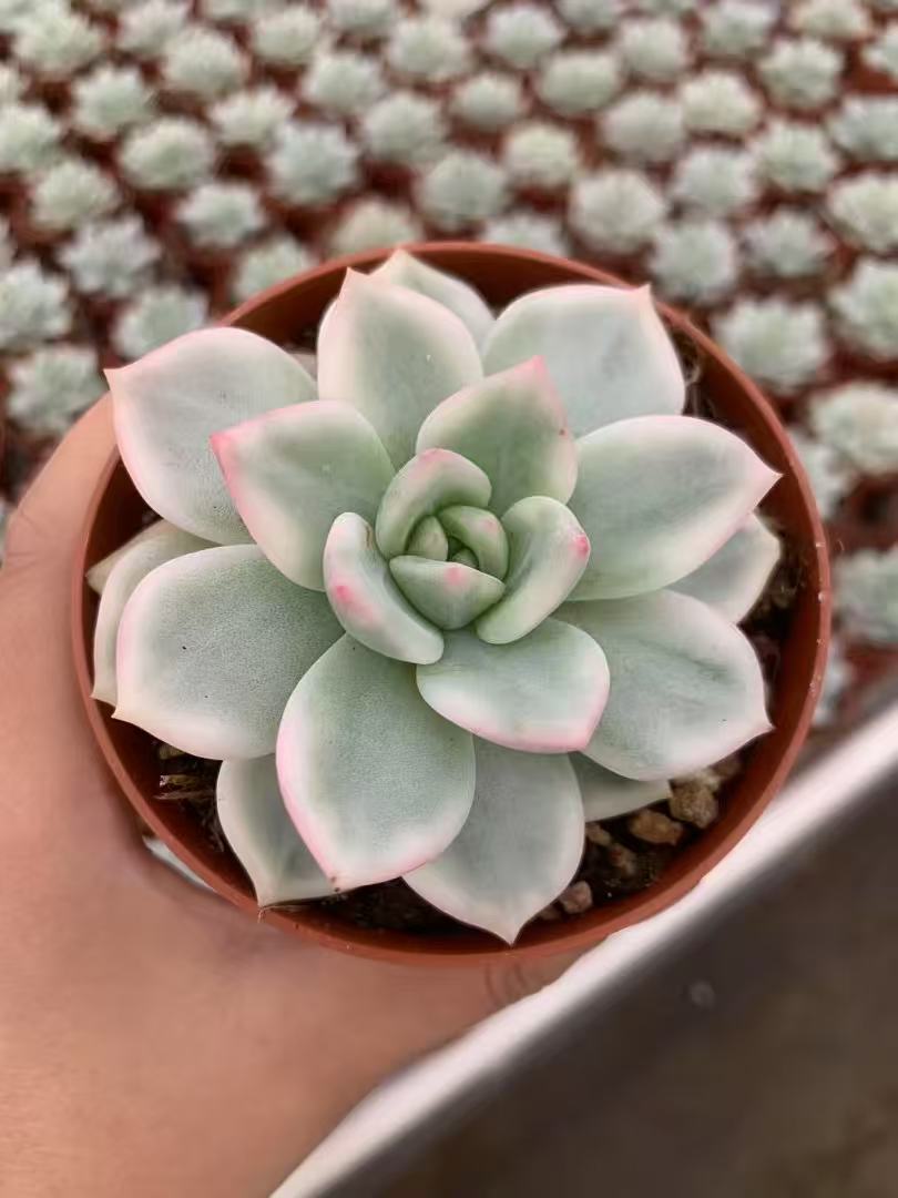限定シリーズ一覧 – Top Succulent®
