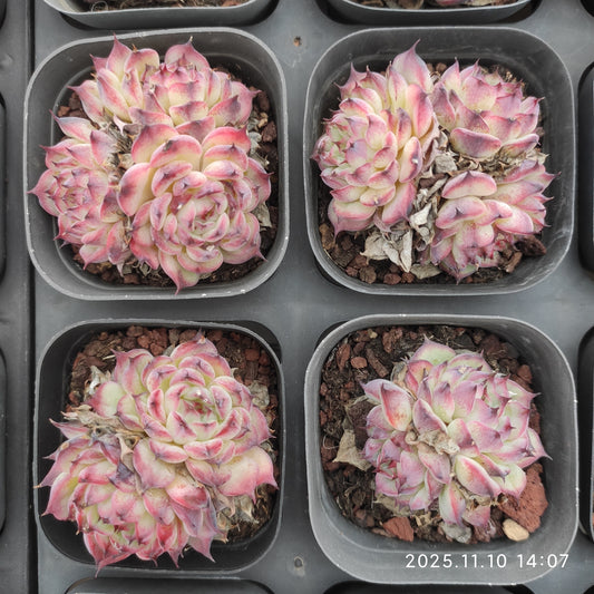 21282 マーシェル（6.5cm pot）