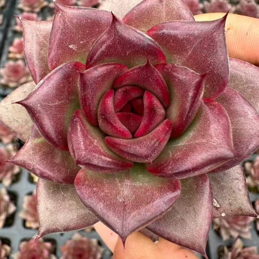 QNY155 ファット　ローズ（7cm pot）