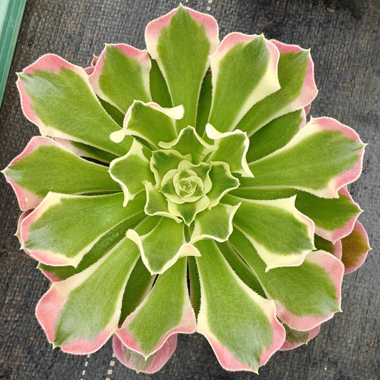 ZXX343 リバー　ストーンズ（12cm pot）