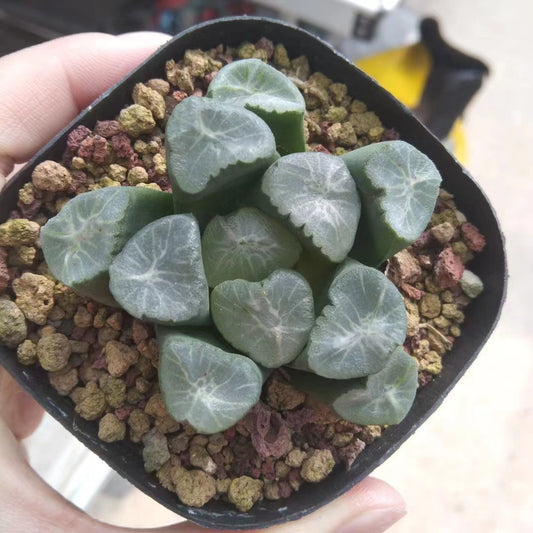 2116 多浪哥（7cm pot）