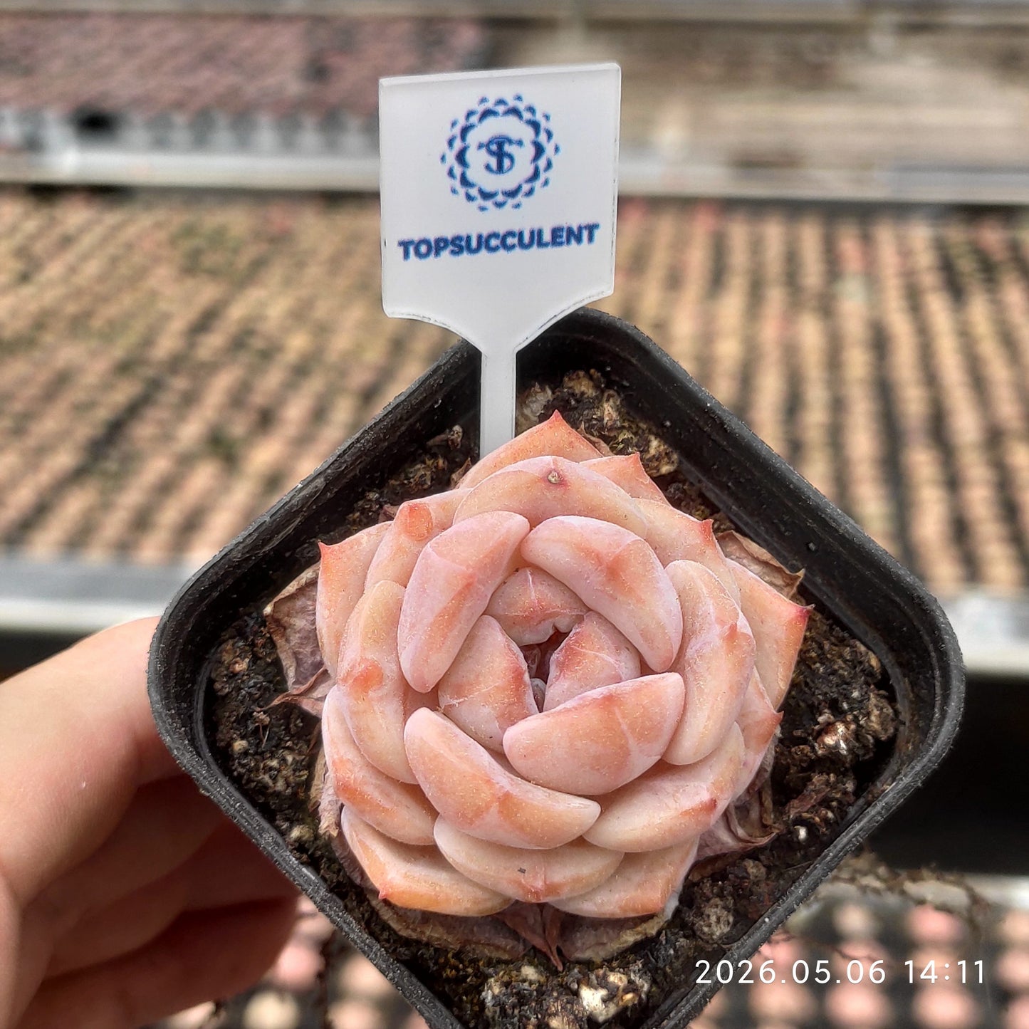 23757 シェード クラウン
