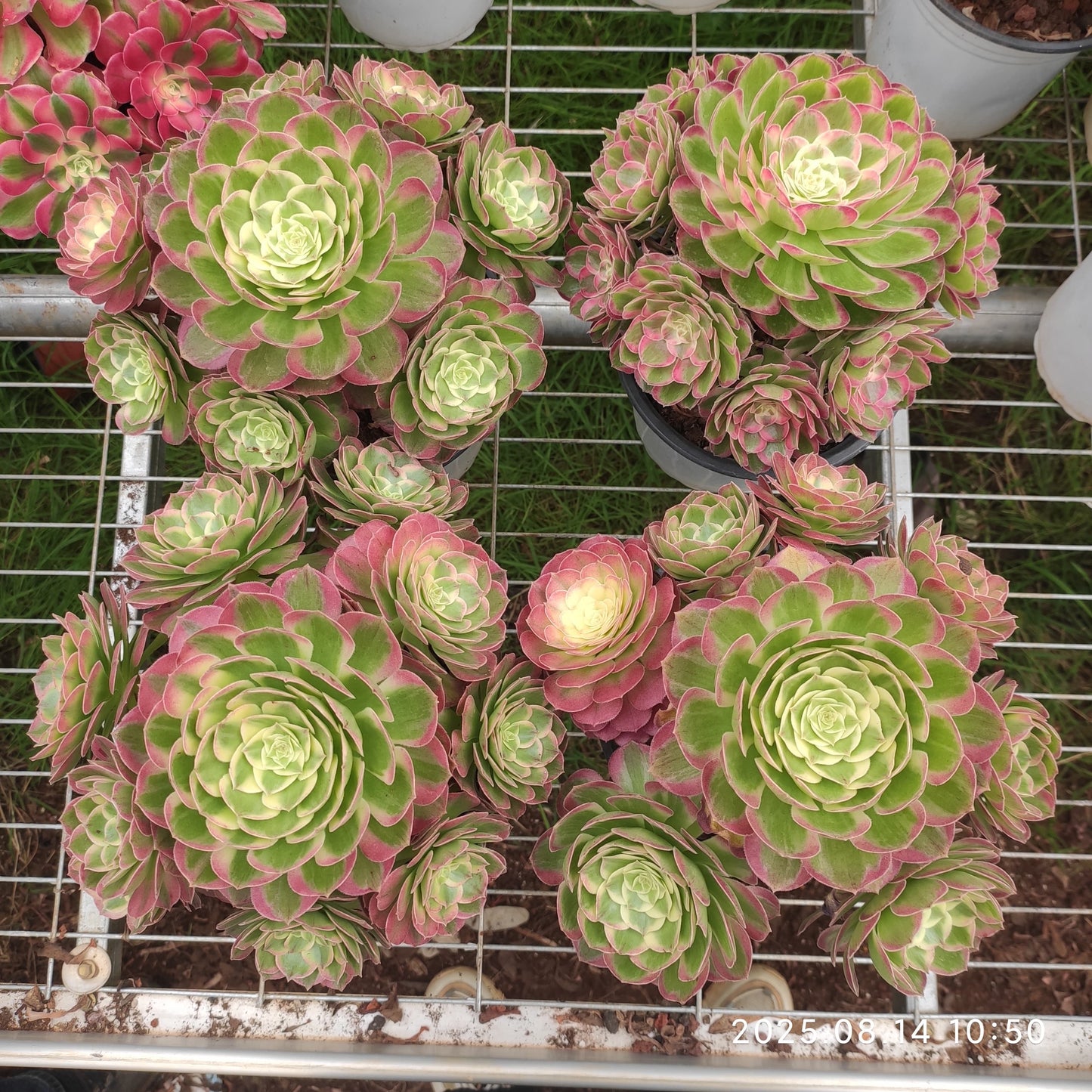 YS274 アエオニウム　シーキング（17cm pot）