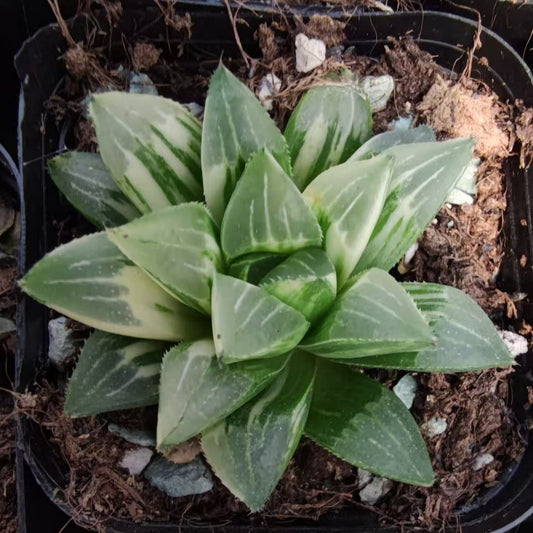 19939 ハイデルベルゲンシス錦（6.5cm pot）