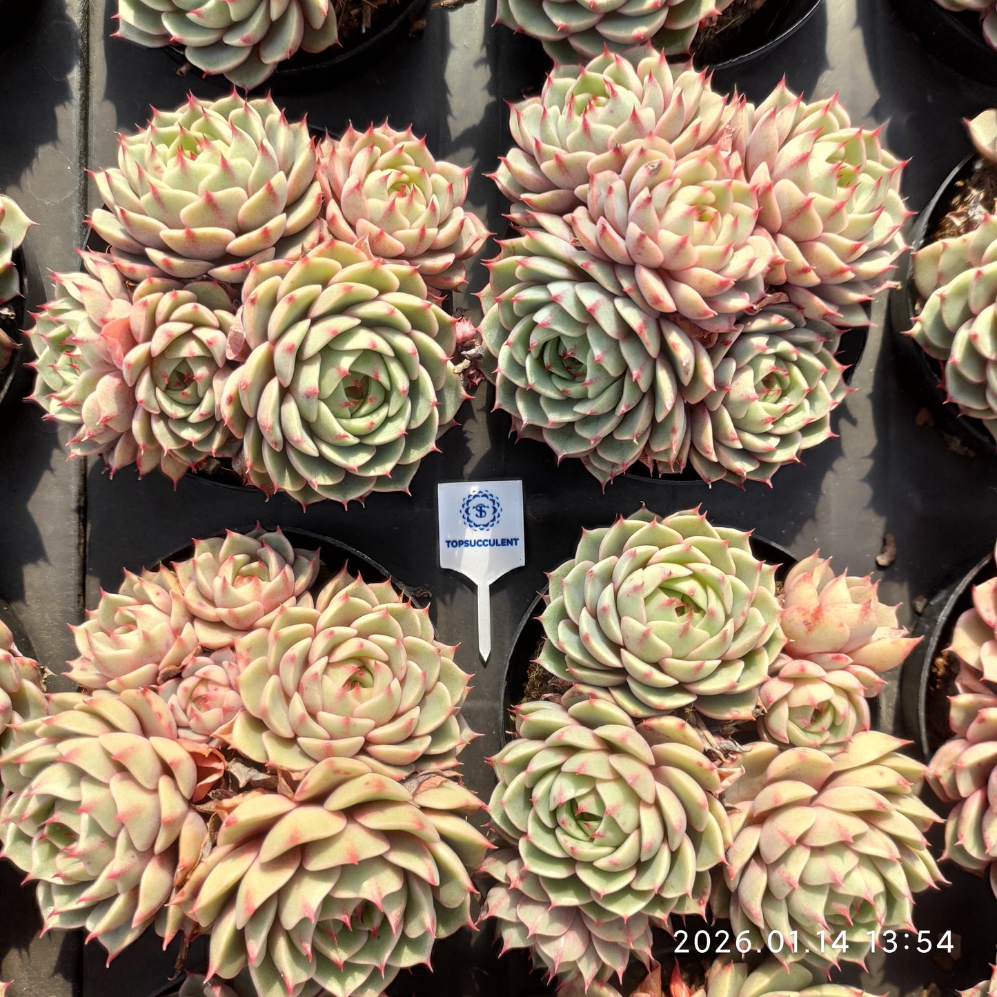 22439 ベンバディス