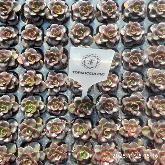 220641 チョコレート（3cm pot）（ポット苗）