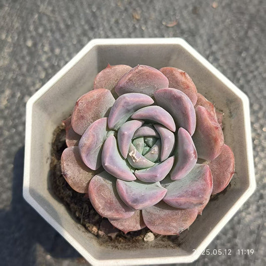 LYC084 エリークィーン（6.5cm pot）