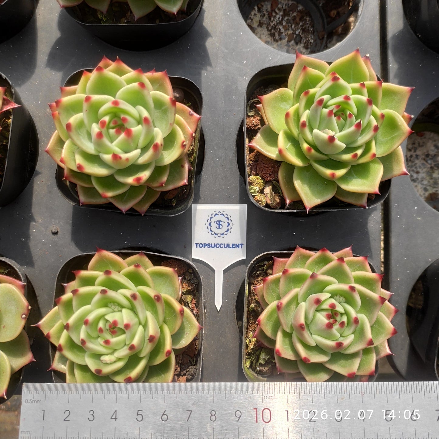 22857 ブルードラゴン