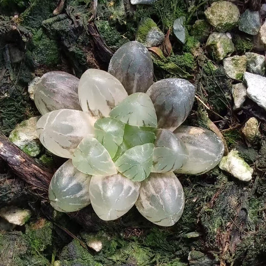 19935 姬玉露錦（6.5cm pot）