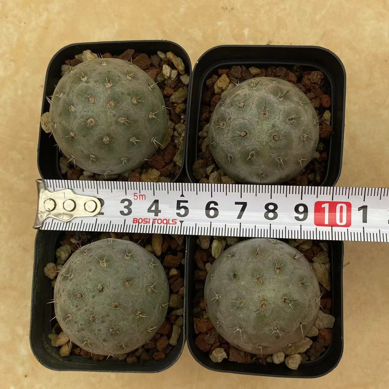 ZL029  テフロカクタス・ゲオメトリクス（6cm pot）