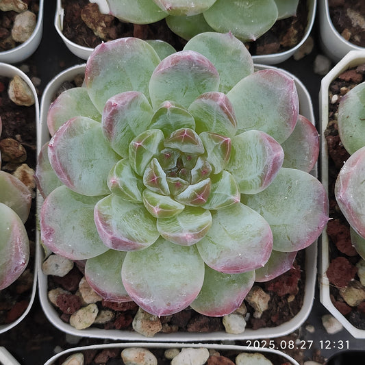XQ956 アイス（7cm pot）