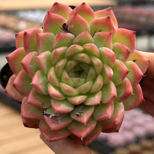 QNY145 パフューム　アーテイ（7cm pot）