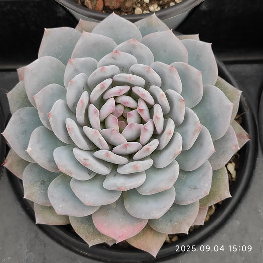 MMY1275 ジェイドモンロー（12cm pot）